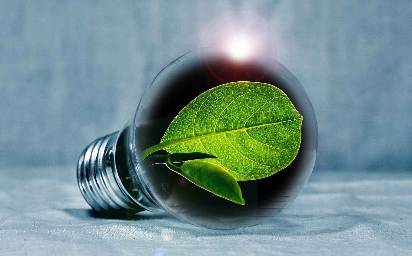 Leaf Chlorofyl light bulb
